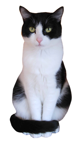 Tuxedo Cat Birthday Cards | Sloppy Kiss Cards