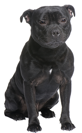 staffordshire bull terrier memorial