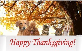 Cat Thanksgiving Cards | Sloppy Kiss Cards